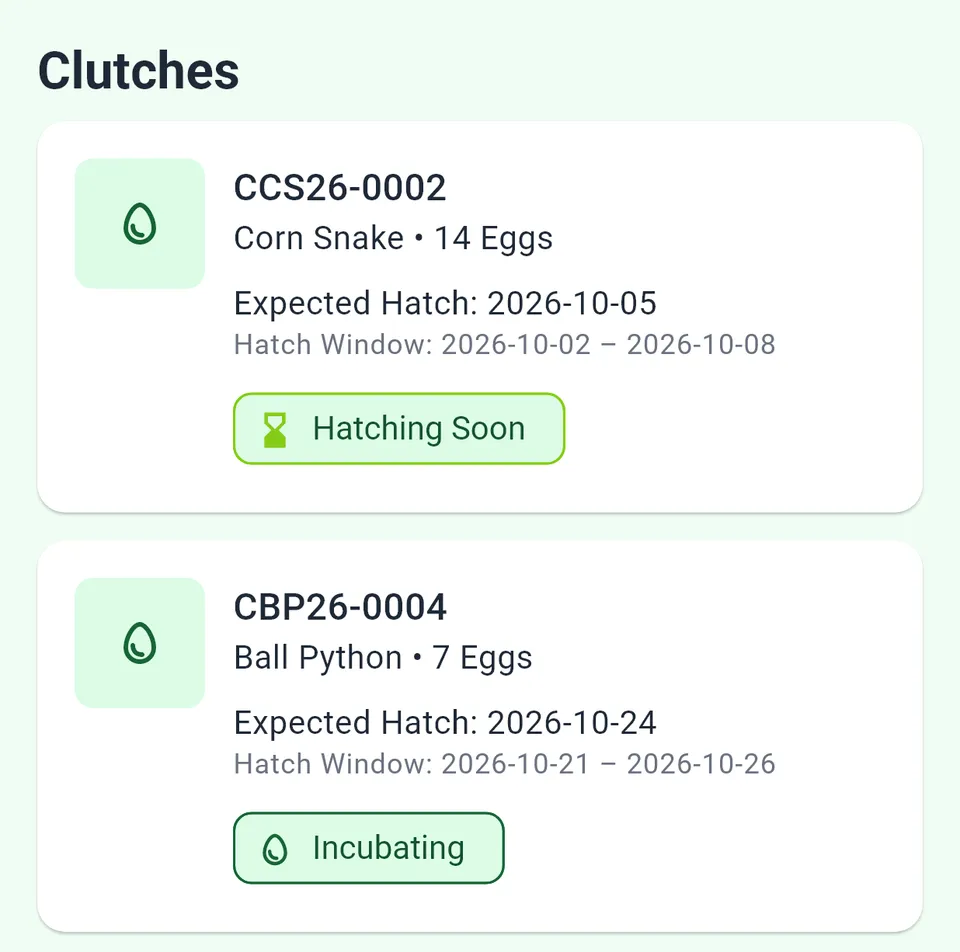 Close-up of HerpClutch clutch cards: each shows the clutch ID, species, egg count, expected hatch date, hatch window and a status — Hatching Soon or Incubating.